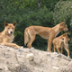 Illustration for article titled Wednesday Woof - Canis lupus dingo Edition